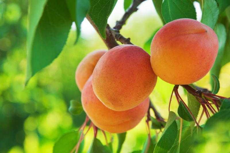 сорти абрикосів для вирощування в Україні