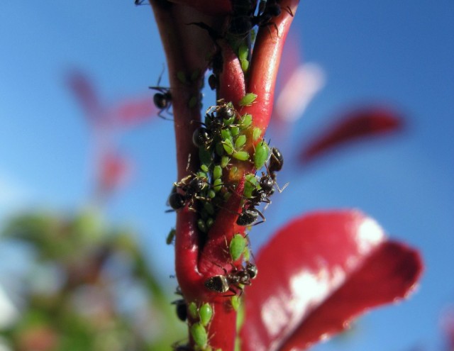 Попелиця і мурахи — як з ними боротися?