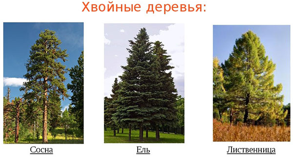Это интересно знать — продолжительность жизни деревьев