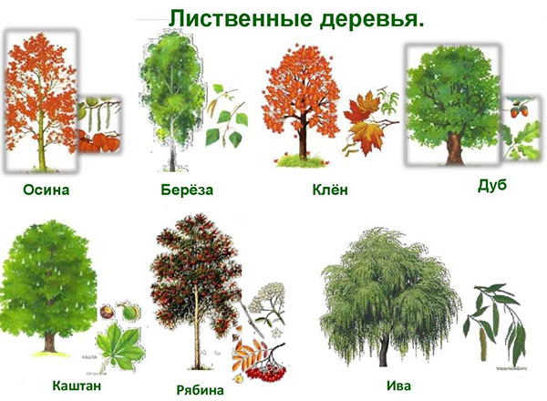 Это интересно знать — продолжительность жизни деревьев
