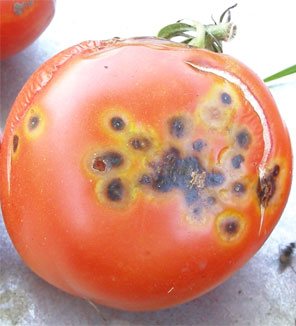 Хвороби помідор (томати) з фото