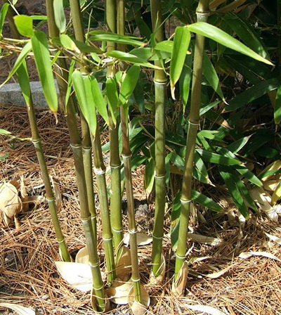 Як вирощувати бамбук в домашніх умовах, посадка і догляд за кімнатним бамбуком