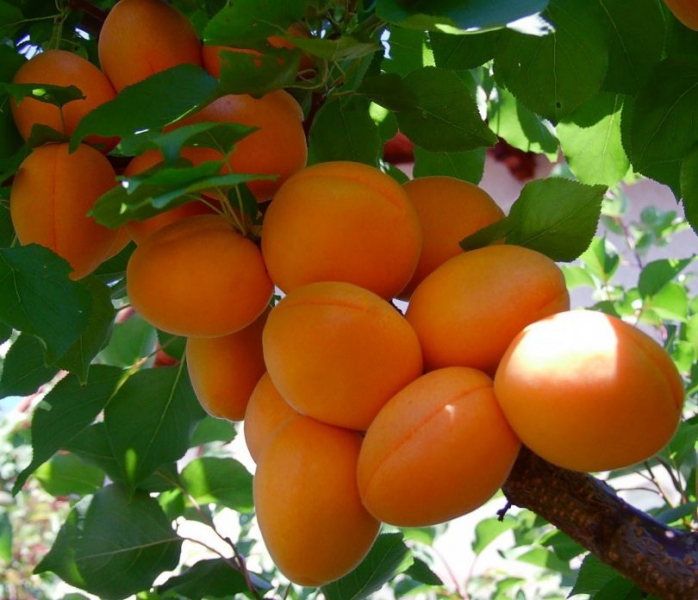 сорти абрикосів для вирощування в Україні