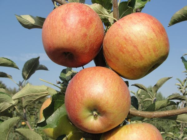 сорти яблук тривалого зберігання