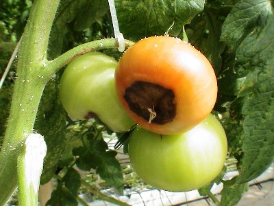 Хвороби помідор (томатів) і, як з ними боротися