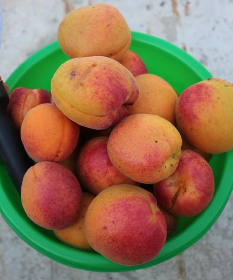 Сорта абрикоса, которые не боятся монилиоза