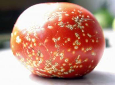 Хвороби помідор (томати) з фото
