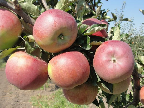 сорти яблук тривалого зберігання