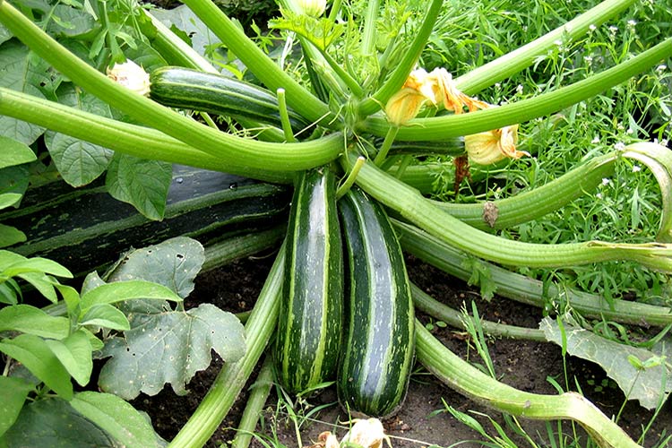 Липень в городі: поради по вирощуванню овочів