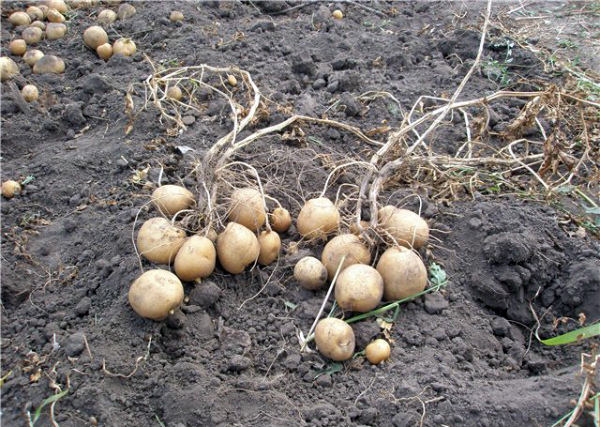 Коли копати картоплю: поради по збиранню врожаю
