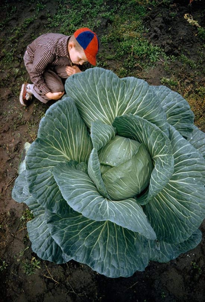 Липень в городі: поради по вирощуванню овочів
