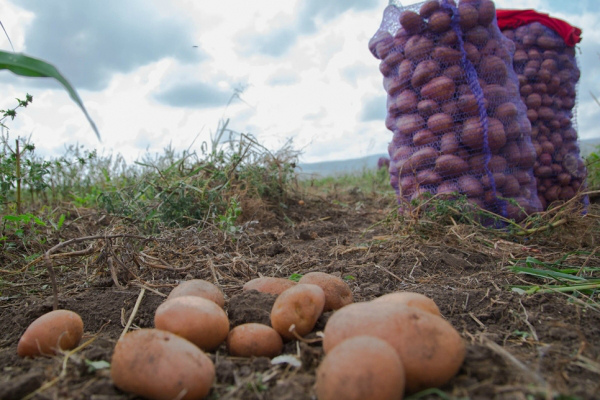 Коли копати картоплю: поради по збиранню врожаю
