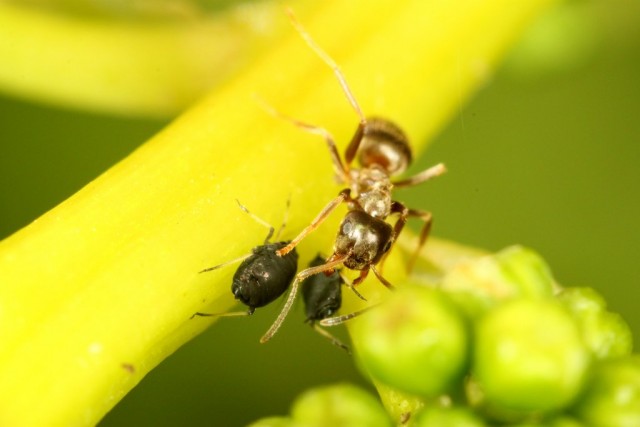 Попелиця і мурахи — як з ними боротися?