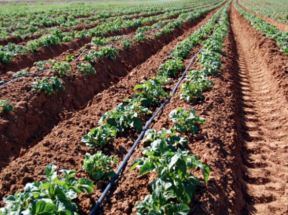 Технологія вирощування картоплі: методи і способи