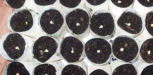 Як правильно вирощувати розсаду перцю в домашніх умовах?