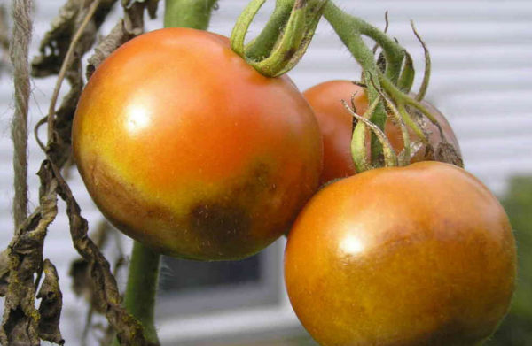 Найефективніші методи боротьби з фітофторою на помідорах