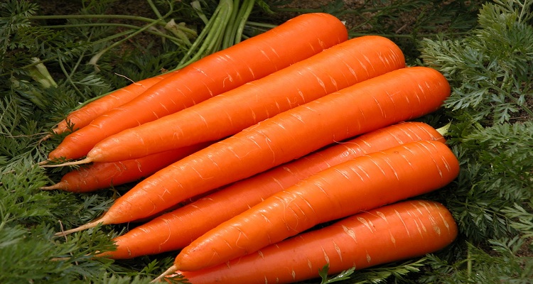 Стійкі до морквяної мухи сорти моркви