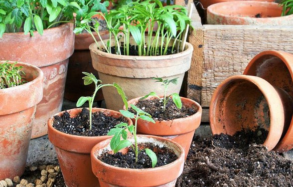 Чим потрібно полити розсаду помідор, щоб росли міцними