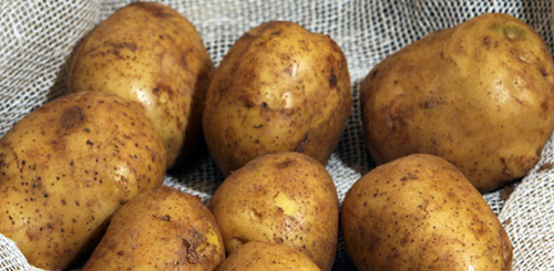 Найсмачніші сорти картоплі: опис, фото