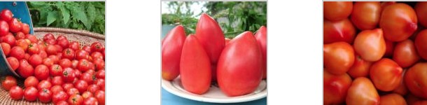 Чим потрібно полити розсаду помідор, щоб росли міцними