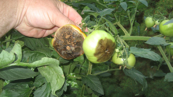 Особливості обробки томатів сироваткою