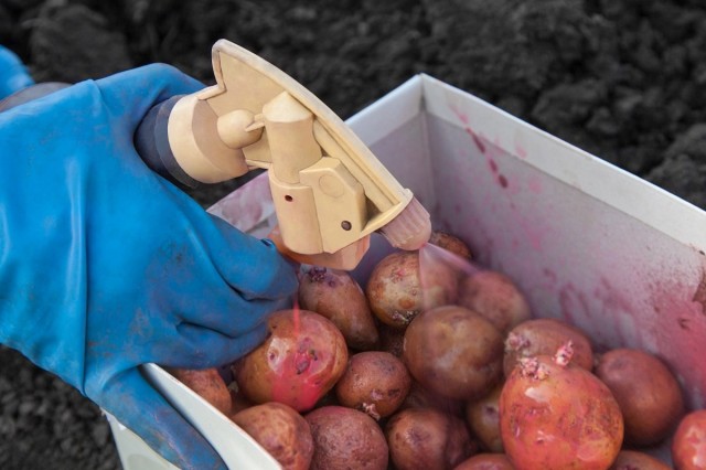 Правильна обробка картоплі перед посадкою