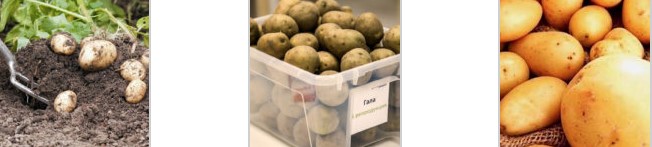 Технологія вирощування картоплі: методи і способи
