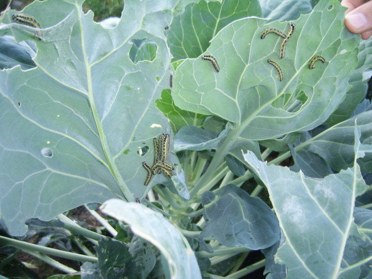Чим обробити капусту від гусениць: ефективні народні засоби