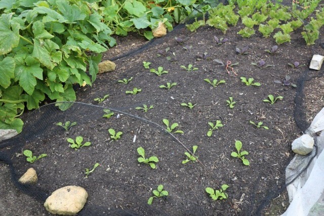 Пекінська капуста — особливості вирощування