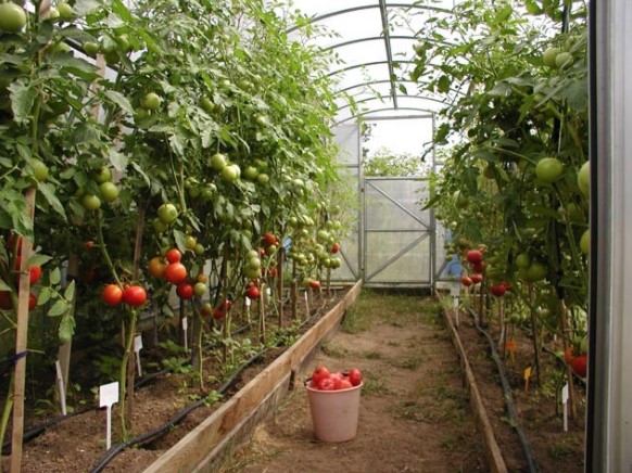 Чому не зав’язуються помідори в теплиці і як це виправити