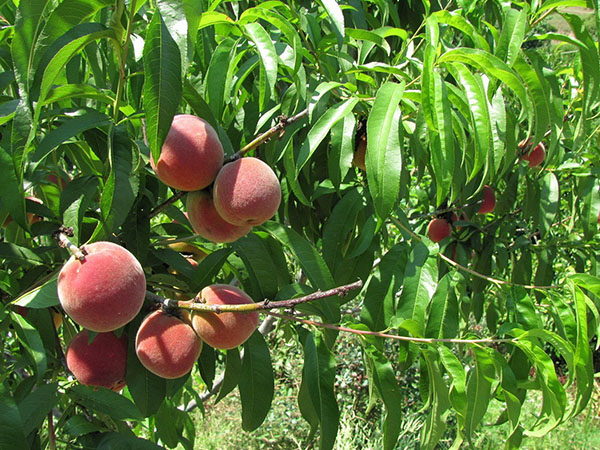 Шкідники персика: як боротися з ними