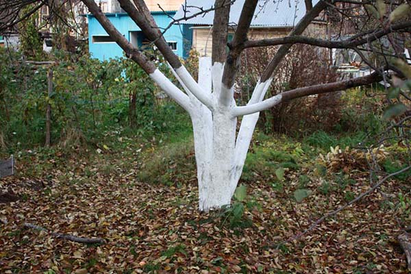 Побілка садових дерев восени і навесні: терміни, склади розчинів