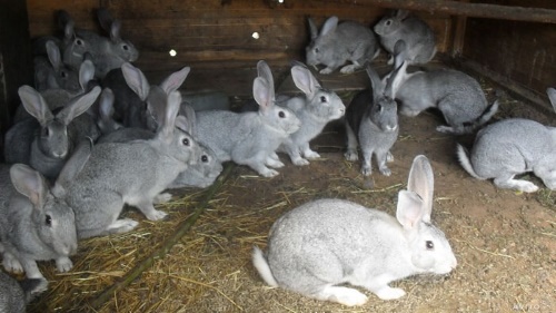 Как содержать кроликов: клеточное и вольное разведение
