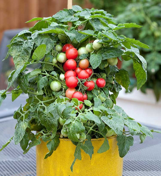 Помідори черрі: вирощування, корисні властивості томатів