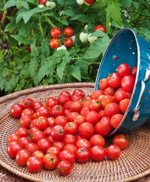 Помідори черрі: вирощування, корисні властивості томатів
