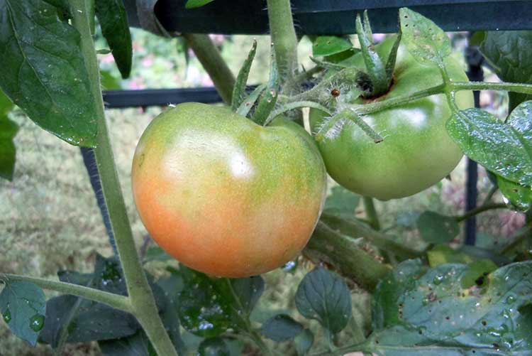 Почервоніти по-швидкому: як прискорити дозрівання помідорів