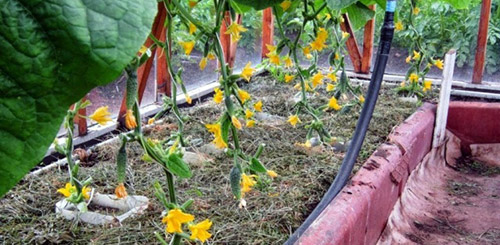 Як можна продовжити плодоношення огірків до осені