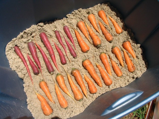 Як правильно зберігати моркву?