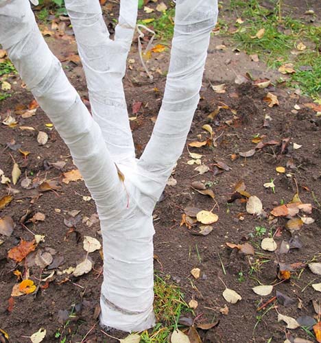 Побілка садових дерев восени і навесні: терміни, склади розчинів