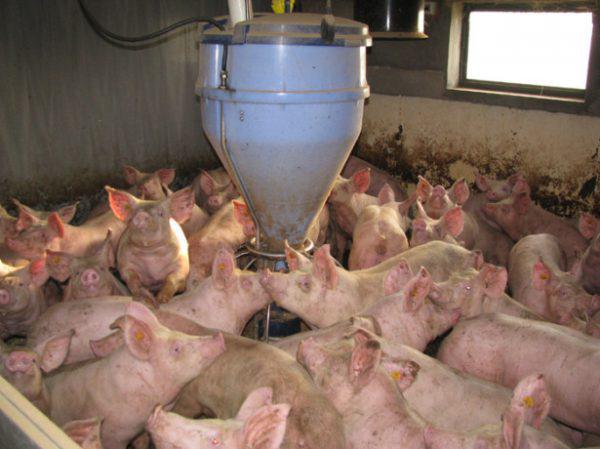 Найбільш ефективні схеми відгодівлі свиней