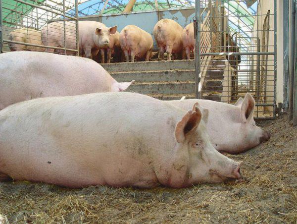 Найбільш ефективні схеми відгодівлі свиней
