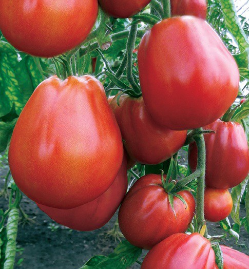 Сорт помідорів Пузата Хата