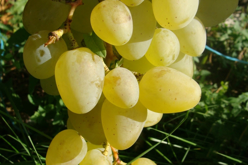Виноград Монарх – опис сорту, фото, відгуки, особливості вирощування