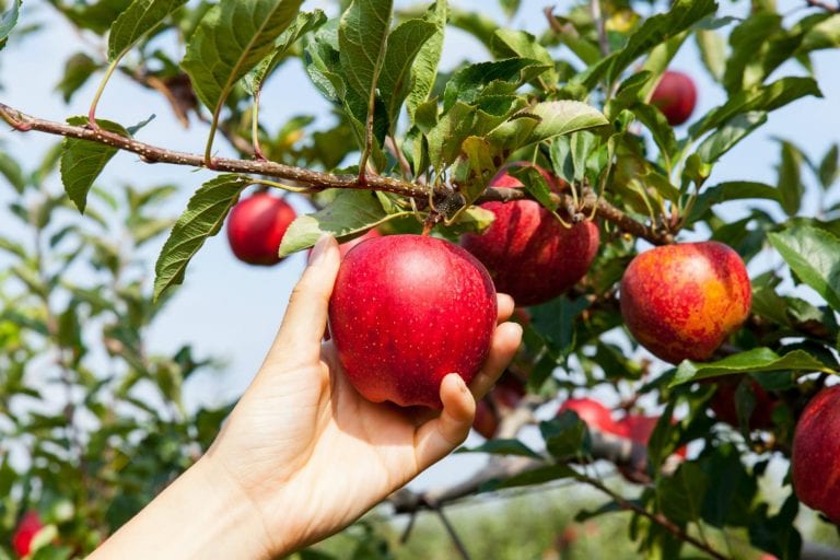 Як проводити догляд за яблунями восени