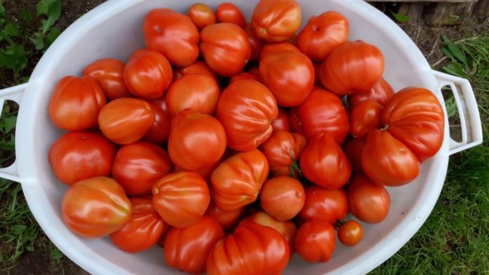 Сорт помідорів Пузата Хата