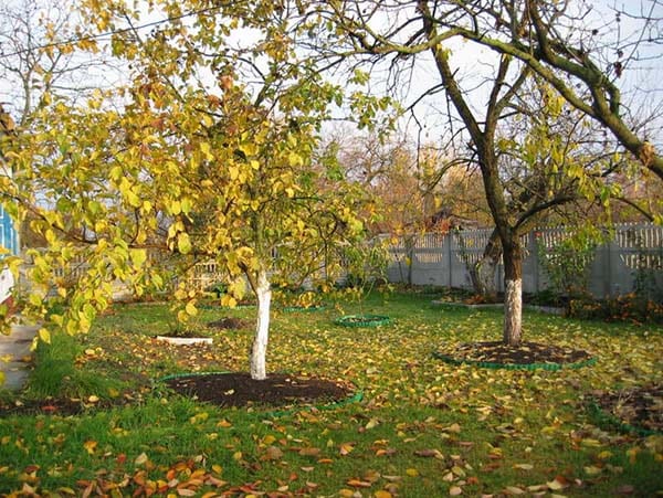 Підгодівля і внесення добрив під яблуні восени