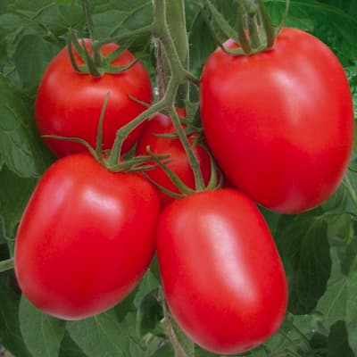 Топ-3 сорта томатов для консервации