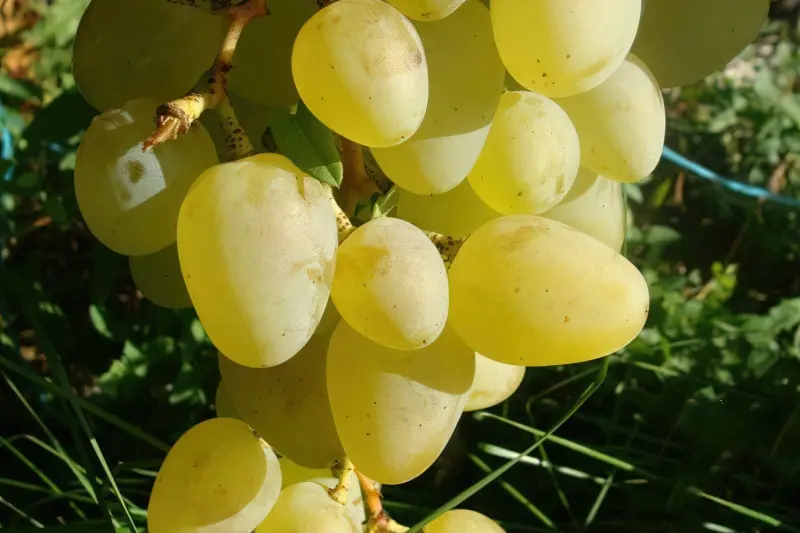 Виноград Монарх – опис, відгуки, особливості вирощування