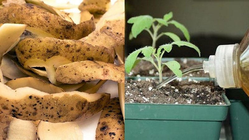 Використовуємо картопляні очистки як добриво для швидкого підвищення врожайності