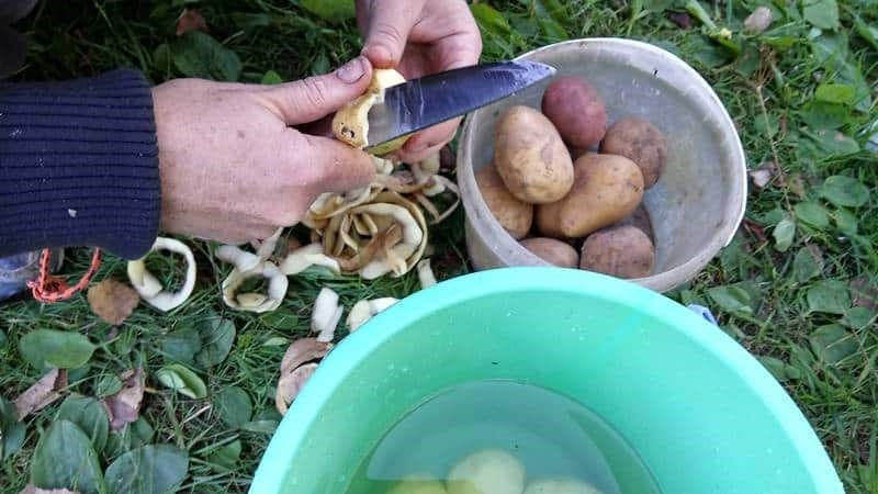 Використовуємо картопляні очистки як добриво для швидкого підвищення врожайності